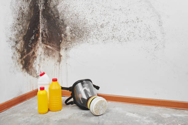 Mold Removal and Inspection in Live Oak, TX