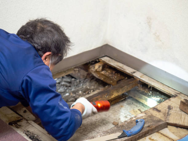 Attic Mold Removal in Live Oak, TX