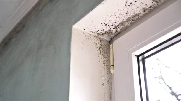 Best Professional Mold Removal  in Live Oak, TX