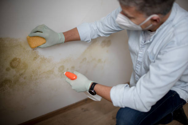 Mold Removal Process in Live Oak, TX