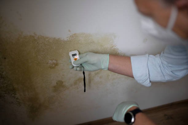 Best Attic Mold Removal  in Live Oak, TX