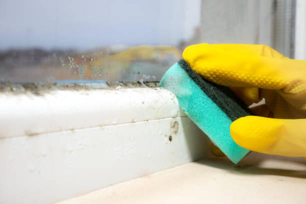 Best Mold Remediation  in Live Oak, TX