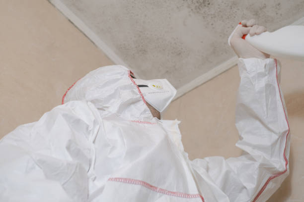 Best Best Mold Removal Companies  in Live Oak, TX