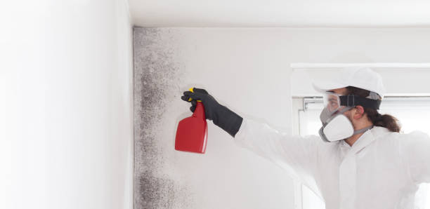 Best Office Mold Removal Services  in Live Oak, TX