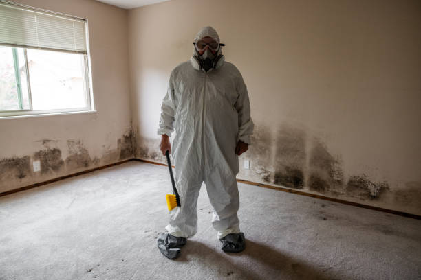 Best Fast Mold Removal  in Live Oak, TX