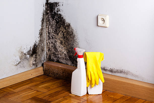 Best Crawl Space Mold Removal  in Live Oak, TX